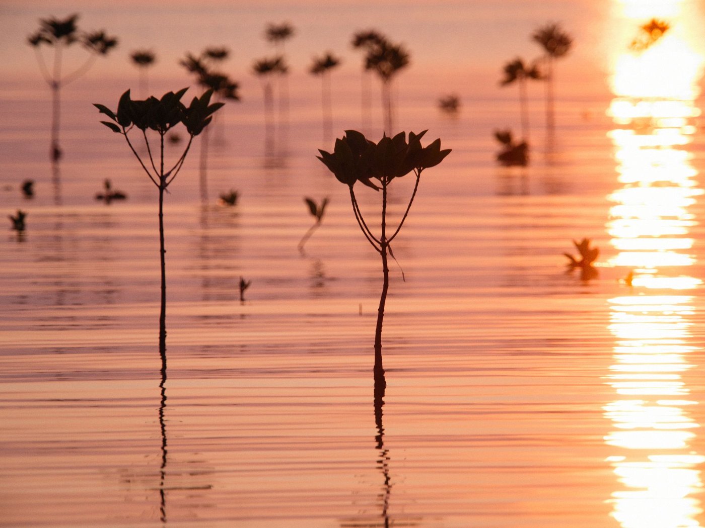 Atardecer pizarro — AQUALODGE Tumbes