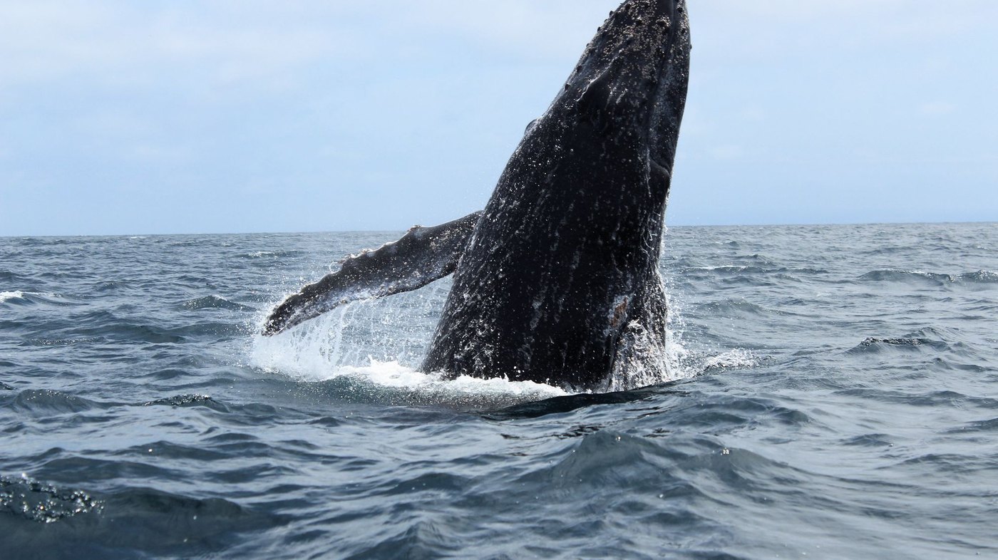Avistamiento de ballenas jorobadas en Tumbes
