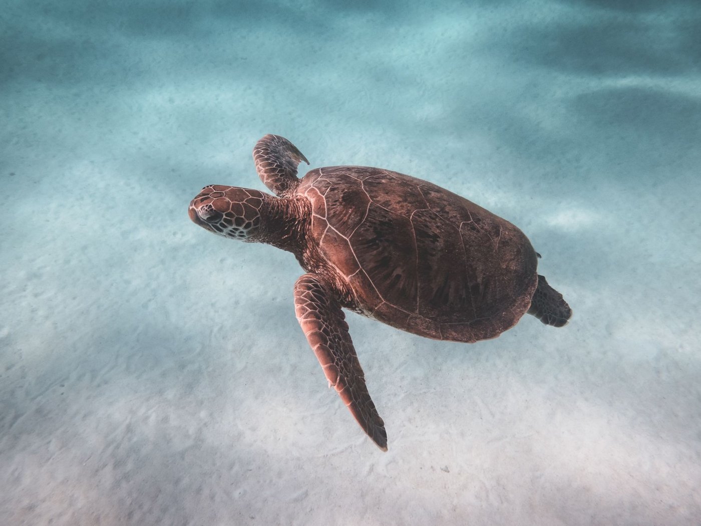 Tortuga — AQUALODGE Tumbes