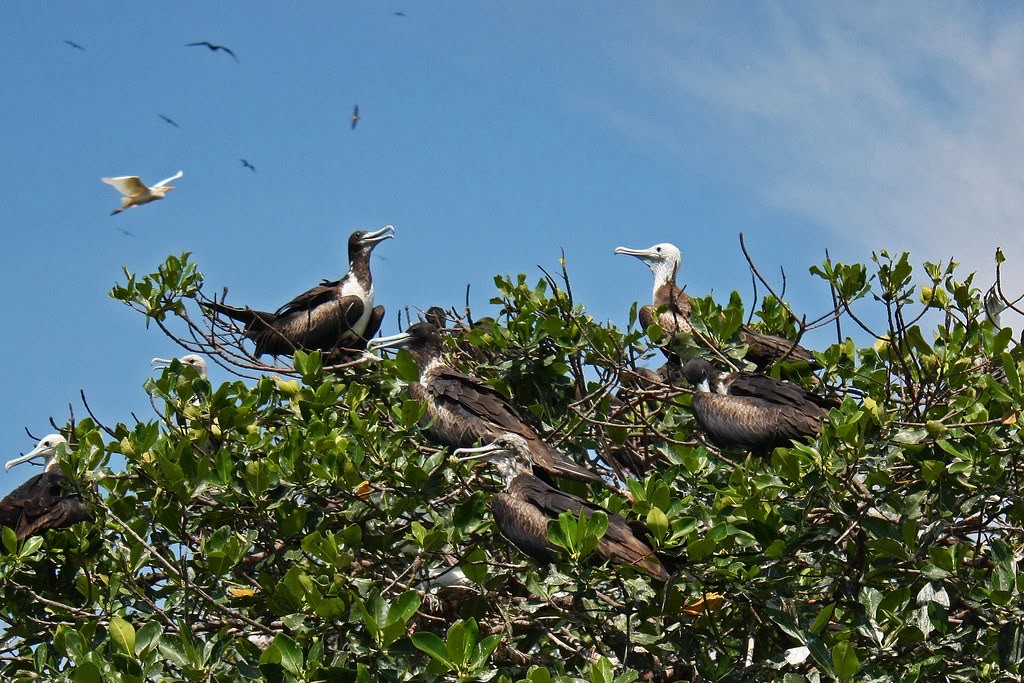 Isla pajaros — AQUALODGE Tumbes
