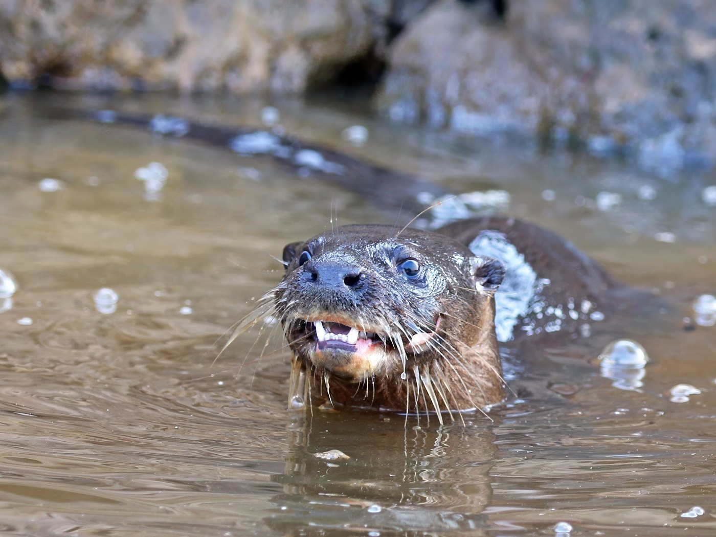 Nutria noroeste — AQUALODGE Tumbes