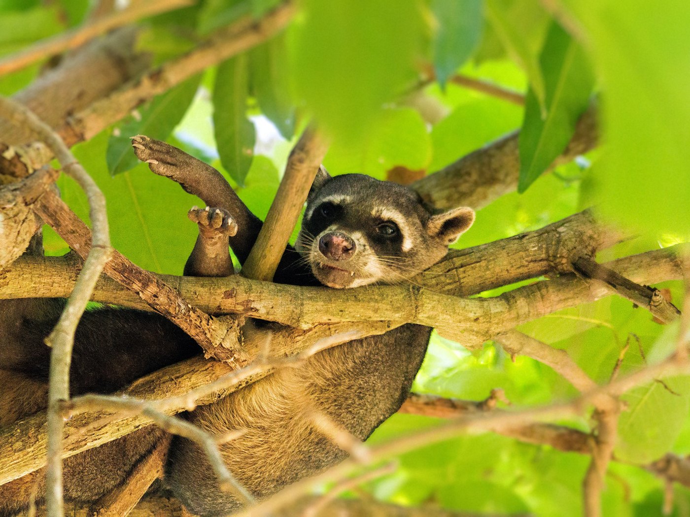 Perrito conchero — AQUALODGE Tumbes